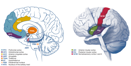 Brain Regions Involved in Central Processing of Interoceptive Signals
