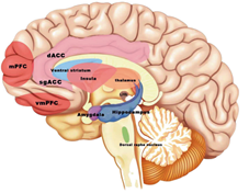 Brain regions with inflammatory activation in the key circuits of anxiety and depression