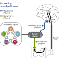 Figure 1 It provides a visual representation of the ascending neural pathways involved in Interoception, specifically focusing on the connections between peripheral internal organs and the brain. It highlights that interoceptive sensory signals from the organs are detected by interoceptors, molecular sensors, or receptors located at the termini of peripheral sensory ganglia. The diagram emphasizes the different pathways through which these signals are transmitted, including cranial/vagal pathways via vagal afferents and spinal nerve pathways via spinal afferents [2].